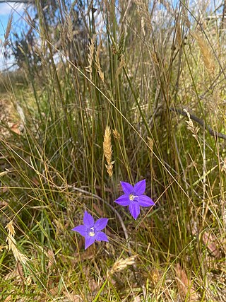 <i>Wahlenbergia gymnoclada</i> Species of plant