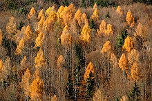 Lärchen-Mischwald im Herbst