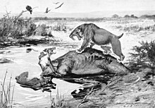 Illustration de deux Canis dirus contre un Smilodon avec une  carcasse de Mammuthus columbi à La Brea par R.Bruce Horsfall[23]. Cette concurrence aurait probablement dû se détourer au fusain car ces deux taxons ont vécu à la même époque en Amérique tout entière.