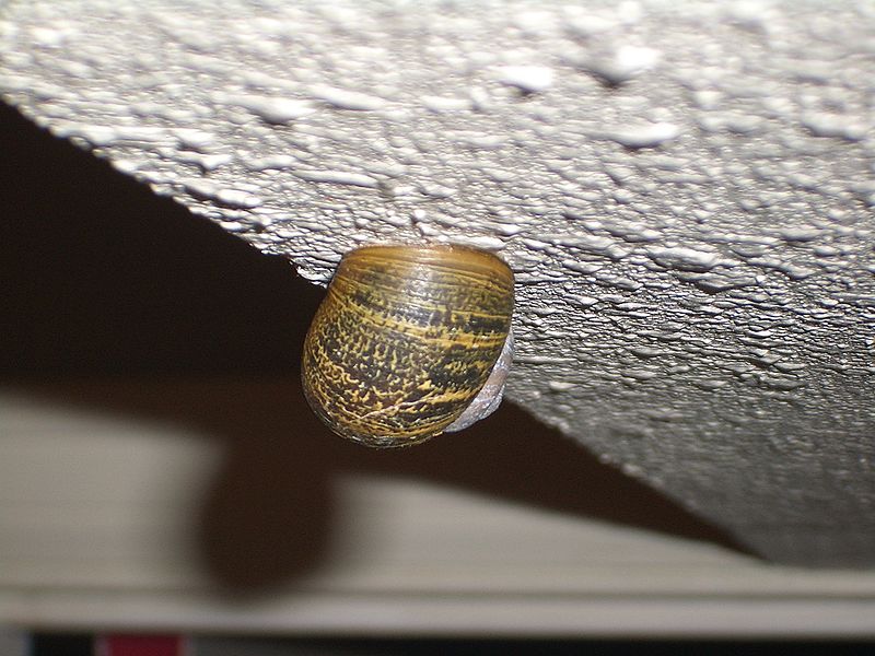 File:Snail-on-the-ceiling-4020.jpg