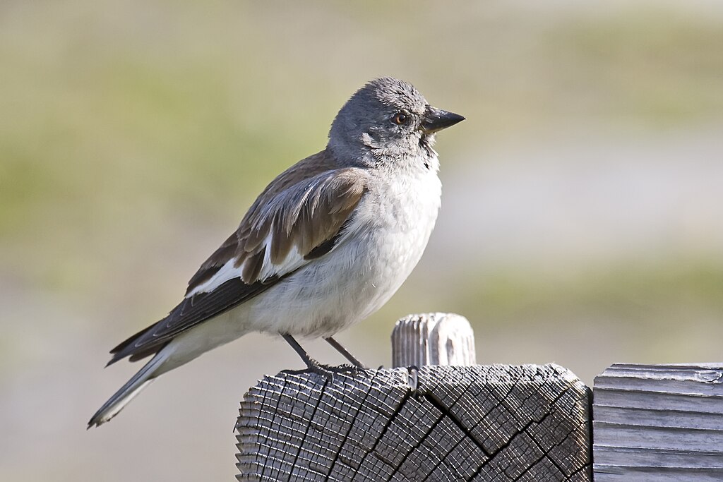 Lumivarpunen (Montifringilla nivalis)