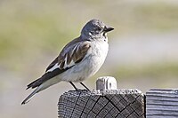 Lista Das Aves De Galicia