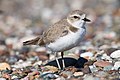 Kentish Plover, by Mike Baird (edited by Samsara)