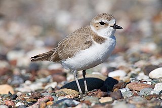 <span class="mw-page-title-main">Snowy plover</span> Species of bird