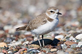 Snowy Plovers nest at several beaches Snowy Plover srgb.jpg
