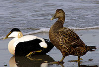 Somateria mollissima male female.jpg