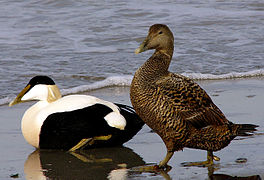 Des eiders à duvets, en Allemagne