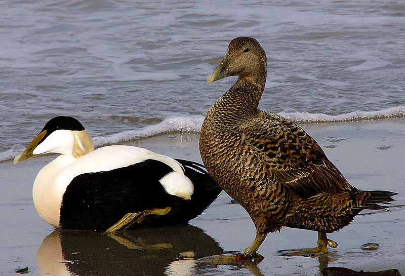 File:Somateria mollissima male female.jpg