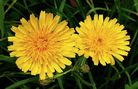 Sonchus arvensis20090912 305.jpg