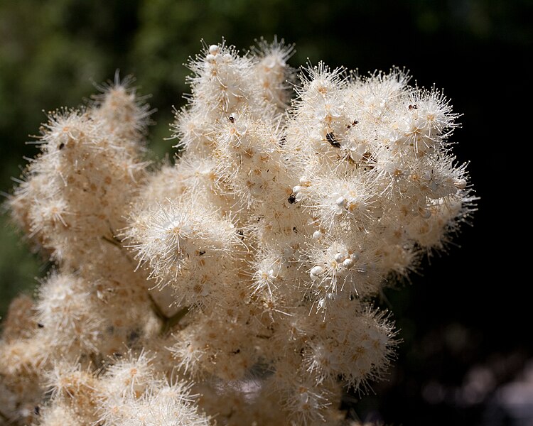 File:Sorbaria grandiflora - Fleurs-5.jpg