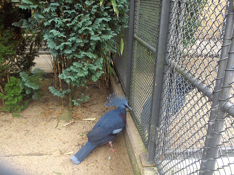 File:Southern Crowned Pigeon in Artis, 2006.jpg