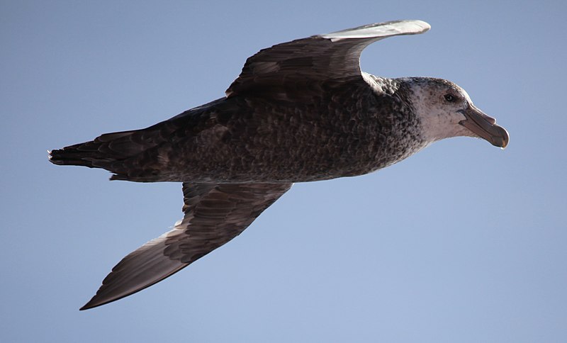 File:Southern Giant Petrel in the Drake Passage (6296247805).jpg