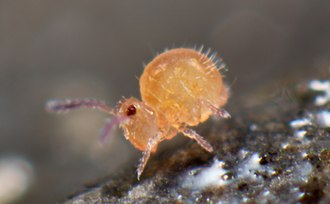 Sphaeridia pumilis Sphaeridia pumilis (8257638482).jpg