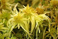 Sphagnum fimbriatum