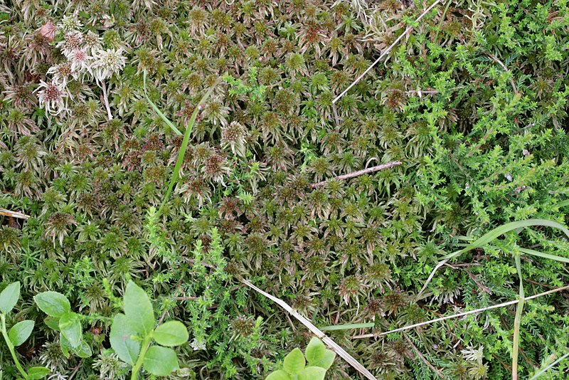 File:Sphagnum quinquefarium (a, 144748-474743) 8342.JPG