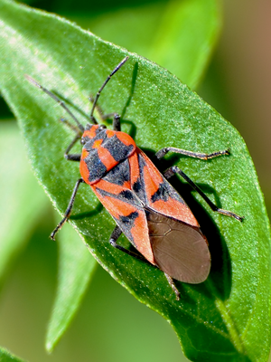 Spilostethus furcula 00001.png