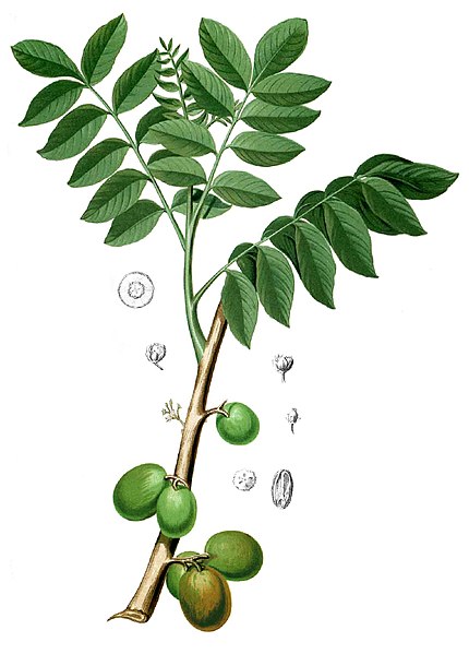 File:Spondia dulcis Blanco1.132-cropped.jpg