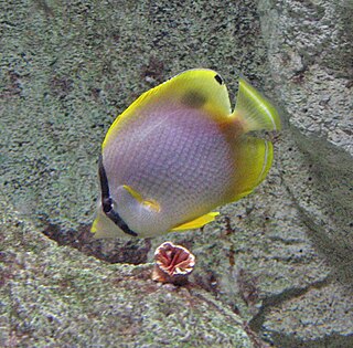 Spotfin butterflyfish Species of fish