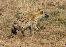 Una hiena manchada en la Zona de conservación de Ngorongoro. Las hienas son las principales competidoras de los leones.