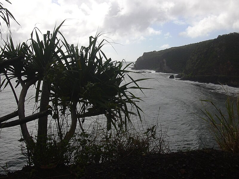 File:Starr 031210-0044 Pandanus tectorius.jpg