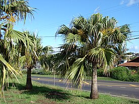 Pritchardia sp.