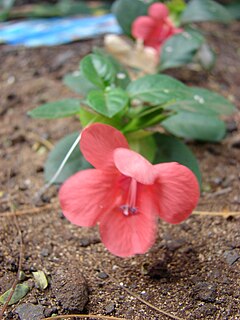 <i>Barleria repens</i> Species of flowering plant