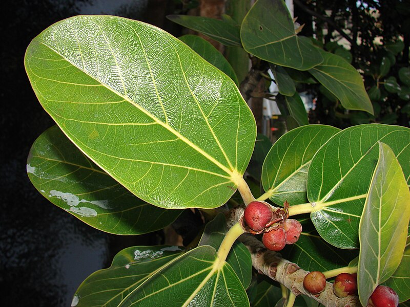 File:Starr 080305-3309 Ficus benghalensis.jpg