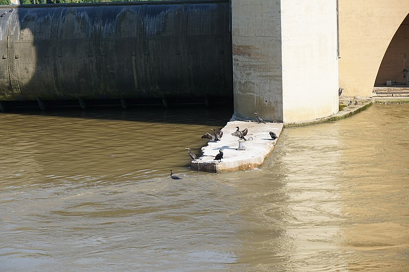 File:Stauwehr und Schleuse Bad Cannstadt 17.jpg