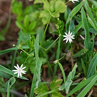 Lesser Stitchwort