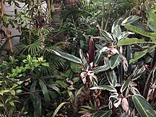Stromanthe sanguinea در باغ در Manaus ، Brazil.jpg