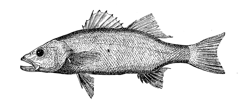 File:Study of Fishes-Fig 4.png