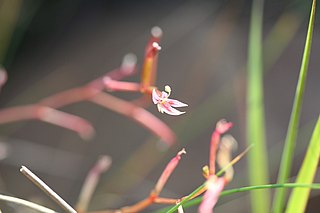 <i>Stylidium cordifolium</i> Species of carnivorous plant