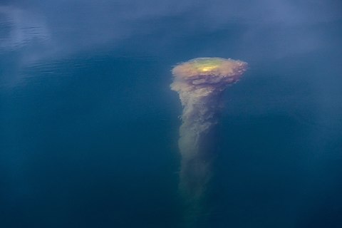 Submerged buoy with algae at Rågårdsdal, Lysekil Municipality, Sweden.