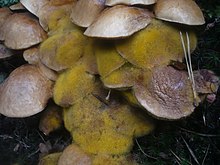 Suillus bovinus fruit bodies attacked by the yellow mould Dicranophora fulva Suillus bovinus 317261.jpg