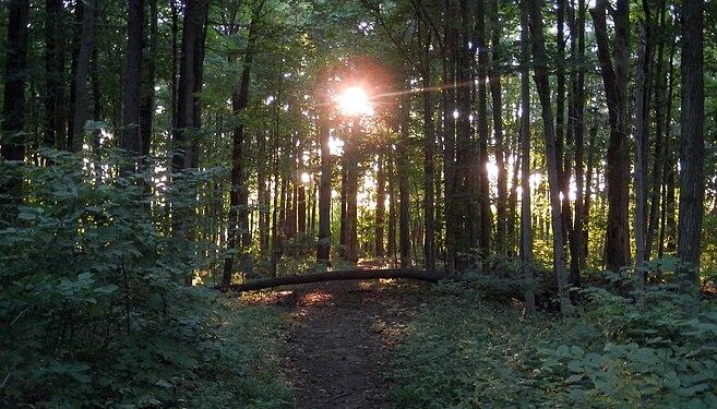 Sunset in a Forest