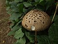 * Nomination A young Parasol mushroom. Photo by User:Aktron -- George Chernilevsky 20:14, 1 August 2011 (UTC) * Promotion Good quality. Useful. --Wsiegmund 17:35, 5 August 2011 (UTC)