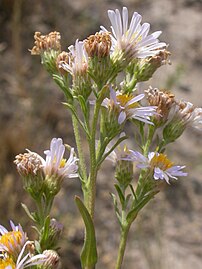 Symphyotrichum (Aster) eatonii (4032133482).jpg