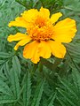 * Nomination Close-ups of Tagetes flower at Rajbiraj, Saptari, Nepal --Tulsi Bhagat 13:53, 29 August 2015 (UTC) * Decline Not sharp and other issues. Don't you get the message, that such a tiny smartphone lens has problems to deliver images that are suitable for QIC? --Cccefalon 15:38, 29 August 2015 (UTC)