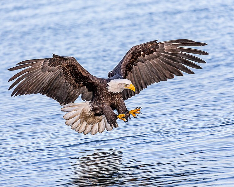 File:Talons Ready! (28070033876).jpg