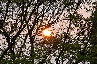 Tree at sunset