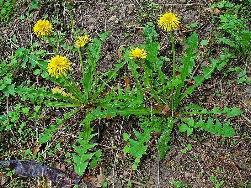 File:Taraxacum officinale 001.JPG