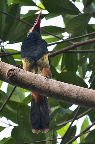 <span class="mw-page-title-main">Tawny-tufted toucanet</span> Species of bird