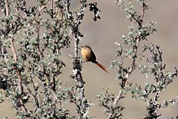 Сікора руда (Sylviorthorhynchus yanacensis)