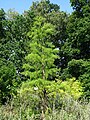 Taxodium ascendens