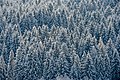 English: Winterly forest Deutsch: Winterwald
