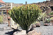 Teguise Guatiza - Jardin - Euphorbia abyssinica 06 ies.jpg