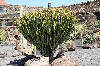 <i>Euphorbia abyssinica</i> Species of flowering plant