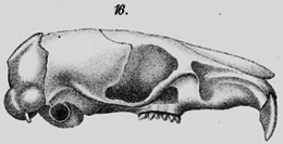 Wilhelm Leche rajza a Thaptomys nigrita koponyájáról, felső állcsontjáról
