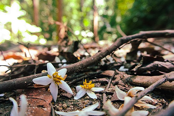 Fallen flowers of Dryobalanops aromatica in Forest Research Institute of Malaysia, FRIM. Photograph: Setnakht99