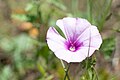 * Nomination The mallow bindweed --Benmahjoub mohamed 19:17, 3 June 2024 (UTC) * Decline  Oppose Sorry, lack of DOF, and overexposed --Plozessor 04:41, 5 June 2024 (UTC)